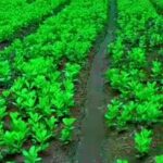 536022303_1262006642622065_8646246588378853070_n